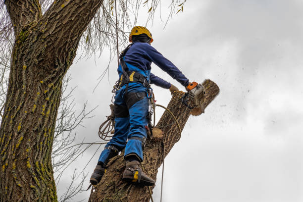 Best Root Management and Removal  in St Louis Park, MN